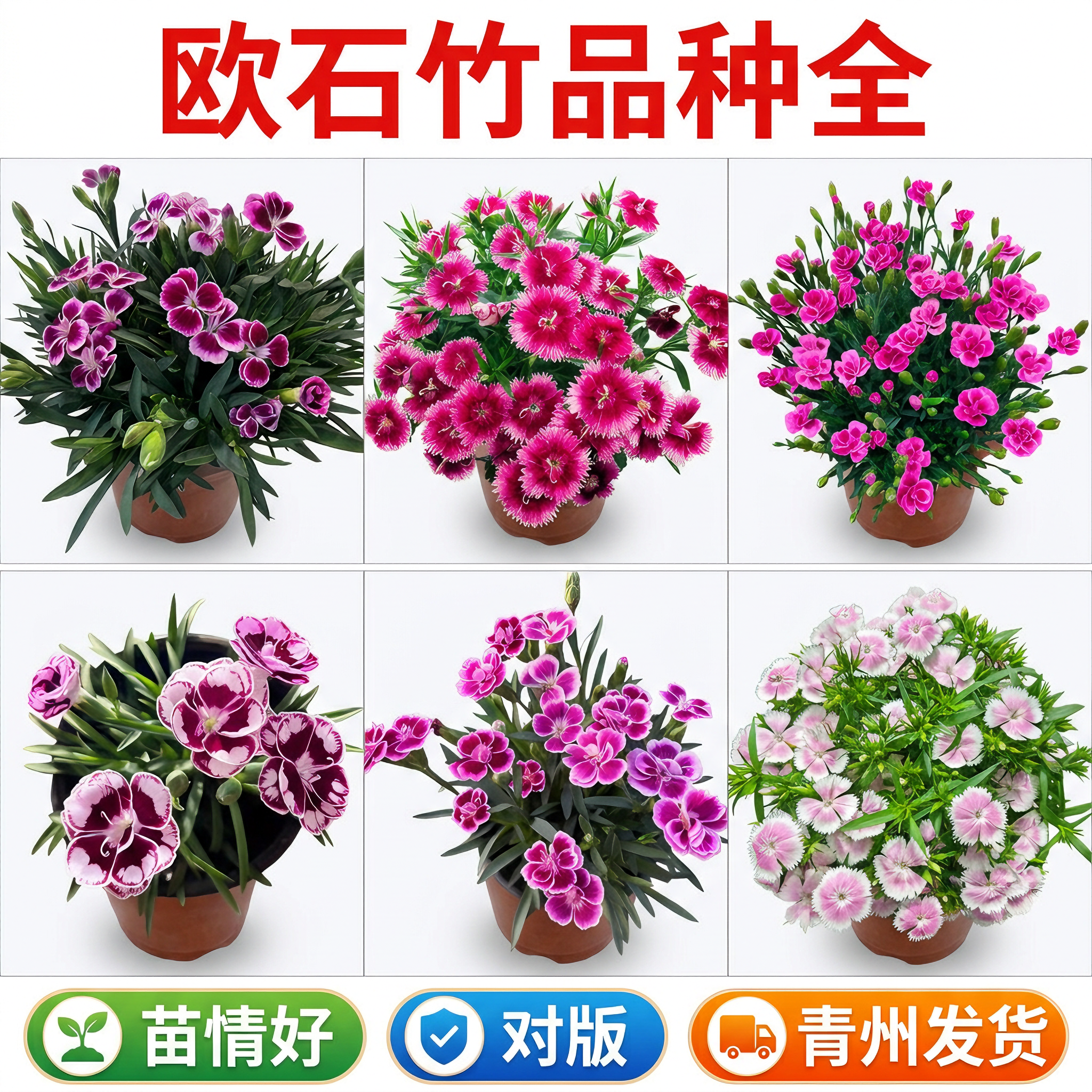 欧石竹花苗带花苞阳台庭院花园多年生花境植物美国绣球石竹大苗