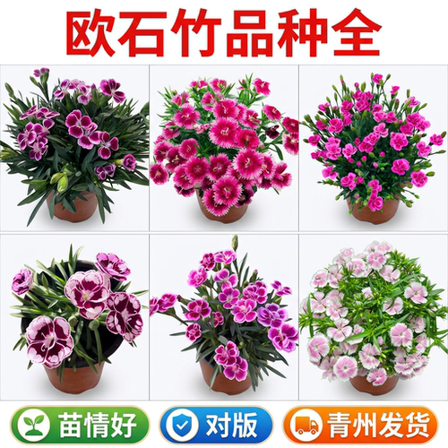 欧石竹花苗带花苞阳台庭院花园多年生花境植物美国绣球石竹大苗