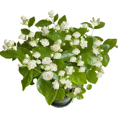 重瓣茉莉花苗盆栽带花苞老桩驱蚊