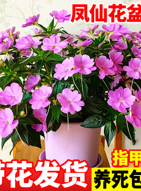 凤仙花盆栽带花苞室内好养指甲花草庭院凤仙花苗种子开花鲜花绿植