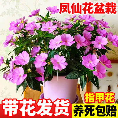 凤仙花室内鲜花盆栽指甲花苗绿植