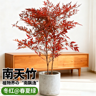 火焰南天竹盆栽室内客厅绿植庭院红叶老桩观叶落地植物耐寒小盆景