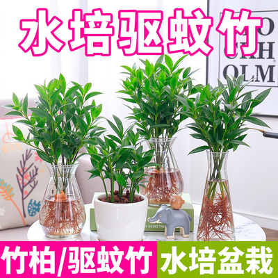驱蚊竹柏水培植物室内水养绿植