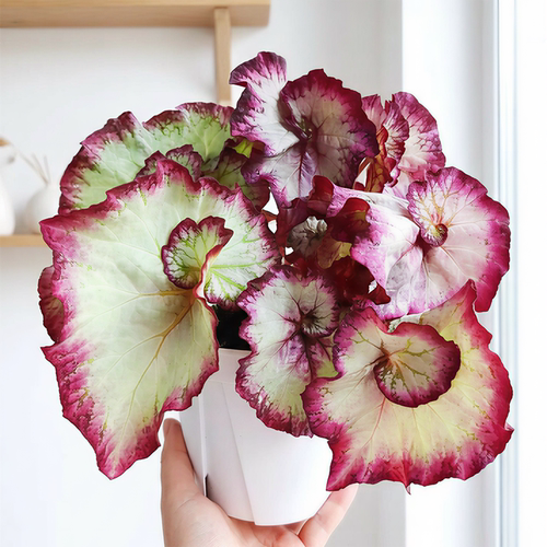 五彩蜗牛秋海棠盆栽室内热植彩叶芋观叶植物耐阴花卉蟆叶秋海棠 - 封面