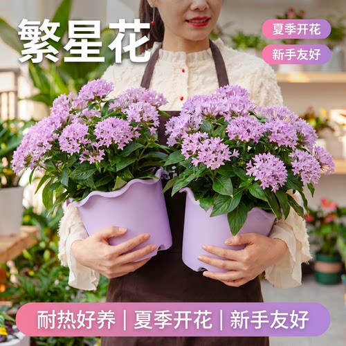 繁星花苗带花苞阳台庭院四季好养活桌面花卉盆栽耐热耐晒花镜植物