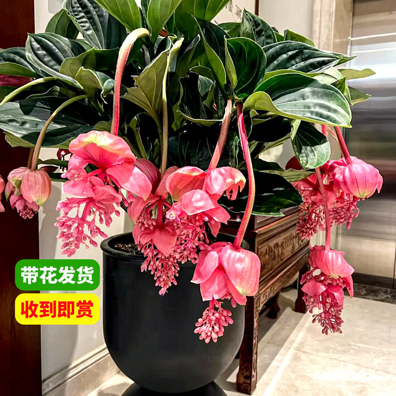 宝莲灯盆栽带花室内客厅高端花卉盆栽年宵花好养活绿植办公桌摆件,鲜花速递/花卉仿真/绿植园艺,时令草本花卉,淘宝优惠券,粉丝福利购,淘宝优惠卷