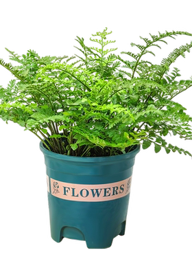 霸王蕨盆栽波斯顿蕨类植物天花板