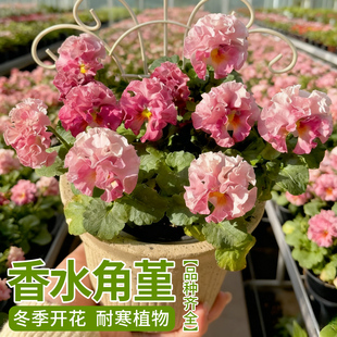 角堇花苗盆栽带花苞阳台皱边角堇三色堇庭院室内阳台耐寒花卉植物