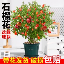 石榴树盆栽带花苞观赏石榴花果树苗室内盆景庭院阳台花卉绿植好养