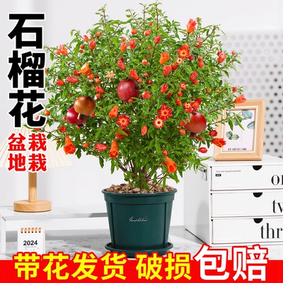 石榴树盆栽观赏果树带花绿植花卉