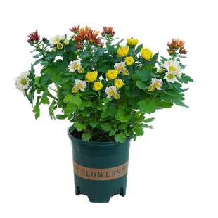 重瓣荷兰菊带花苞室内阳台耐寒耐热庭院开花花卉绿植盆栽小雏菊苗