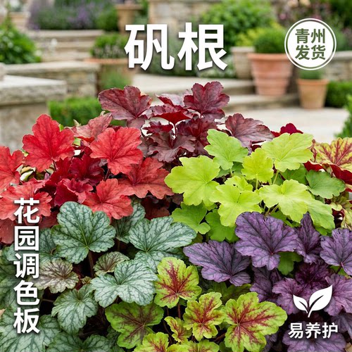 矾根盆栽花园花卉植物耐寒四季常青阳台庭院室内四季观叶绿植
