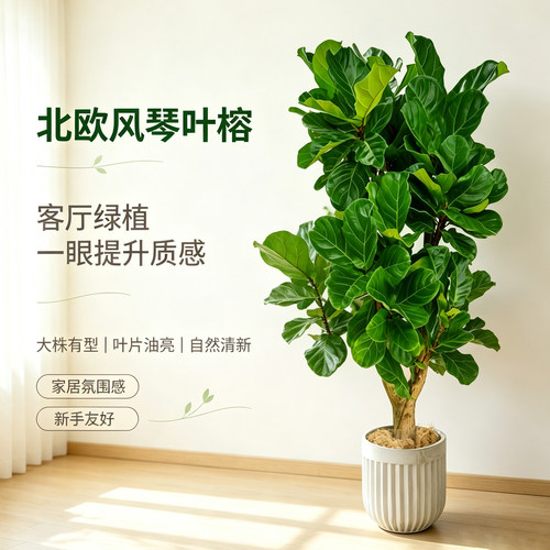 琴叶榕绿植盆栽室内客厅阳台大型北欧绿植耐阴好养活大叶植物盆景