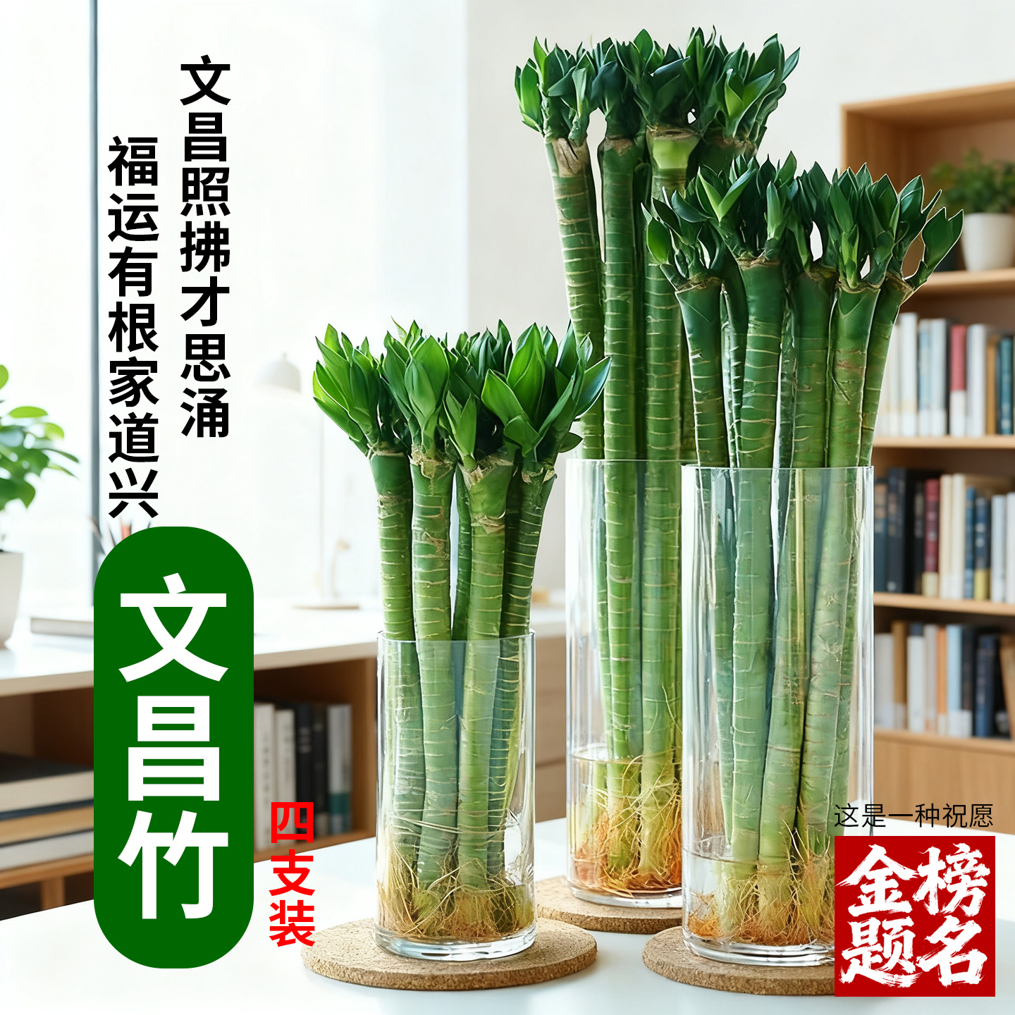 带根文昌竹水培富贵竹龙竹好养桌面植物室内客厅盆栽绿植金榜题名