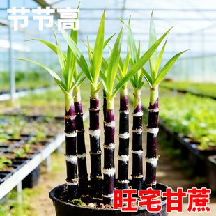 迷你小甘蔗盆栽紫皮小甘蔗黑皮甘蔗筷子节节高室内外盆景南北甘蔗