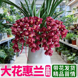 大红袍大花蕙兰盆栽带花苞花剑年宵花春节客厅花卉兰花盆栽耐寒