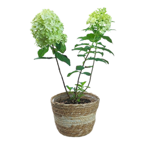 木绣球圆锥绣球花苗石灰灯阳台庭院露台灌木大花花卉植物盆栽树苗