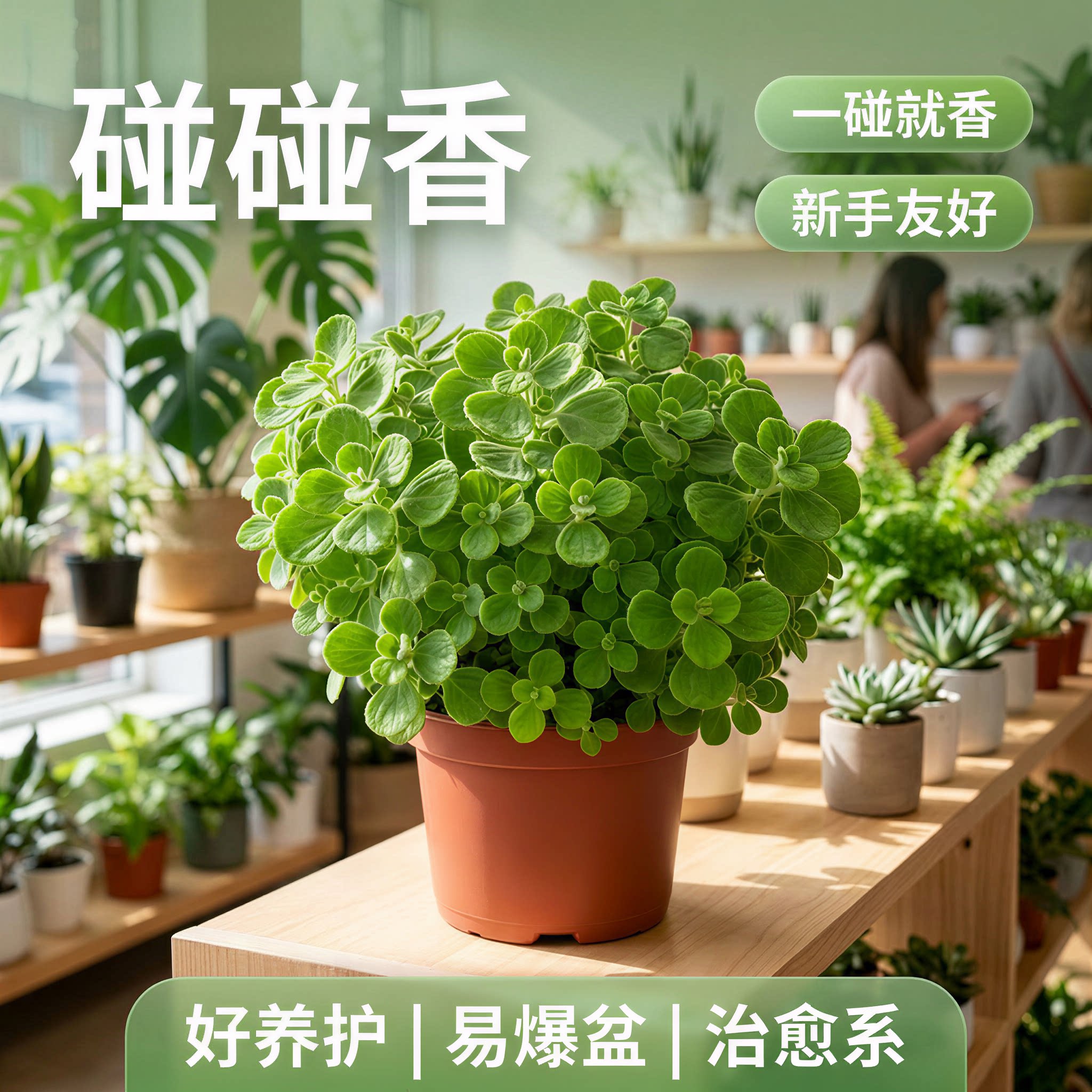 碰碰香桌面盆栽一抹香香草盆栽清香驱蚊驱虫植物室内耐阴绿植花卉