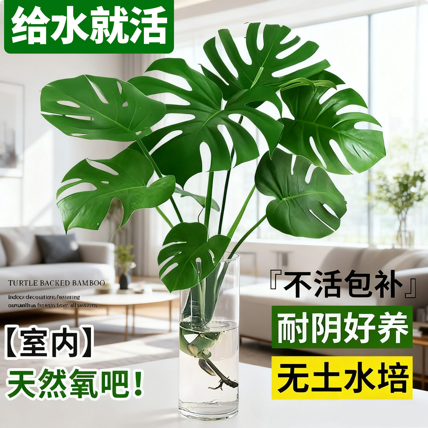水培龟背竹盆栽室内老桩好养绿植图片
