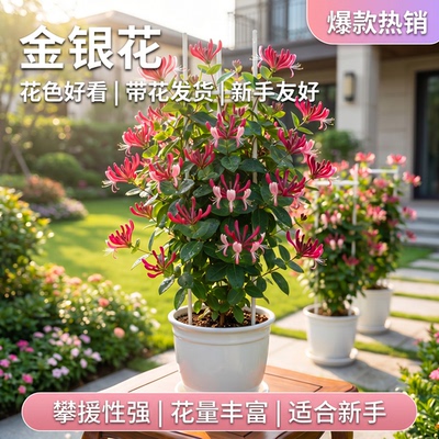 金银花树苗带花苞阳台庭院浓香老桩爬藤植物四季多季开花花卉盆栽