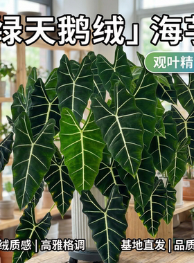 绿天鹅绒海芋室内绿植盆栽大叶彩叶芋高级感观叶热带植物北欧风格