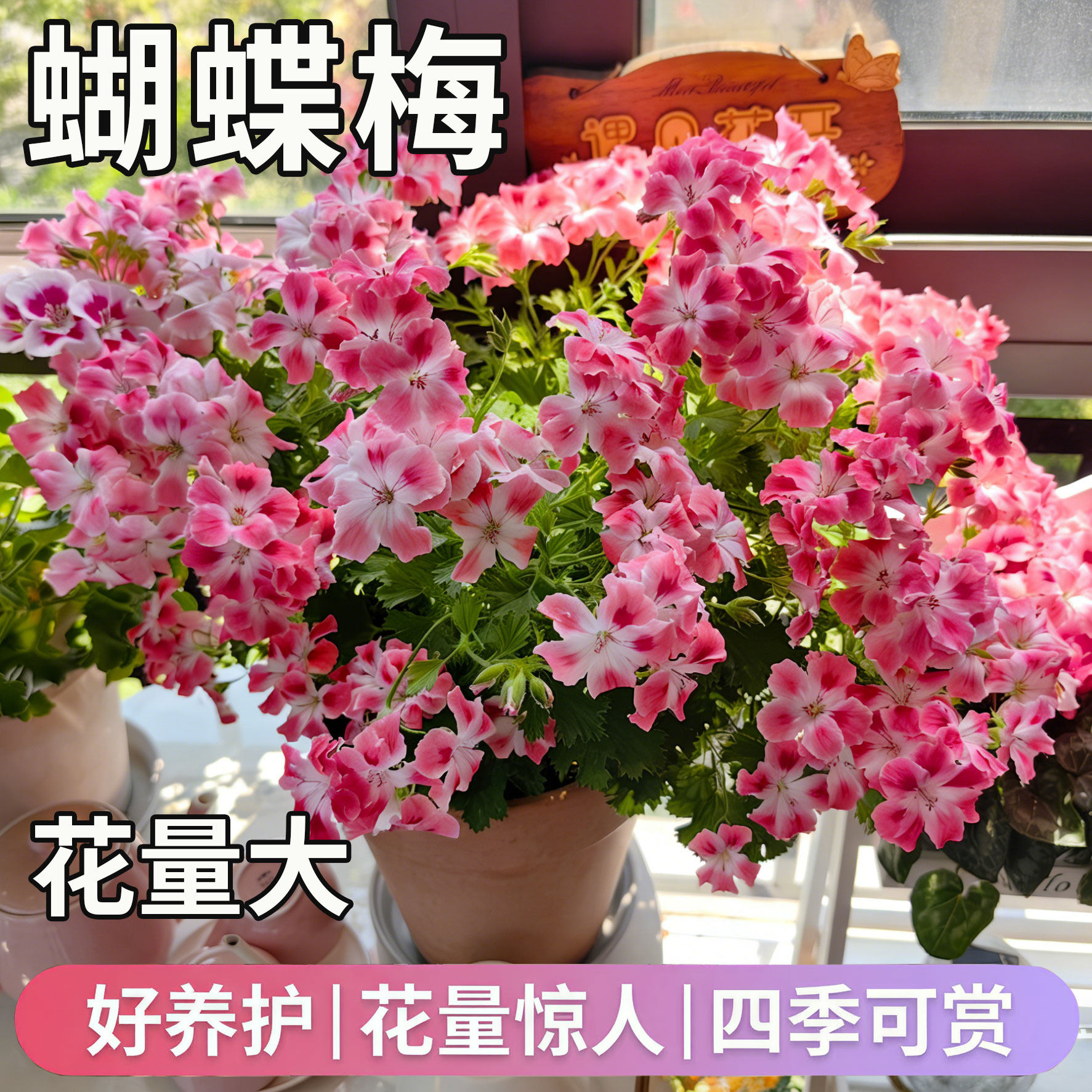 蝴蝶梅盆栽带花苞阳台庭院大花天竺葵花苗四季开花好养观花植物