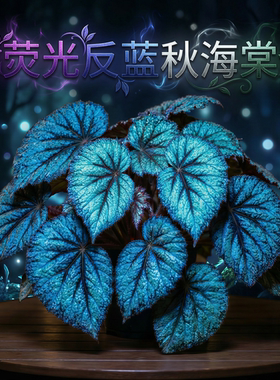 蓝色荧光秋海棠盆栽室内桌面绿植网红观叶植物净化空气蟆叶秋海棠