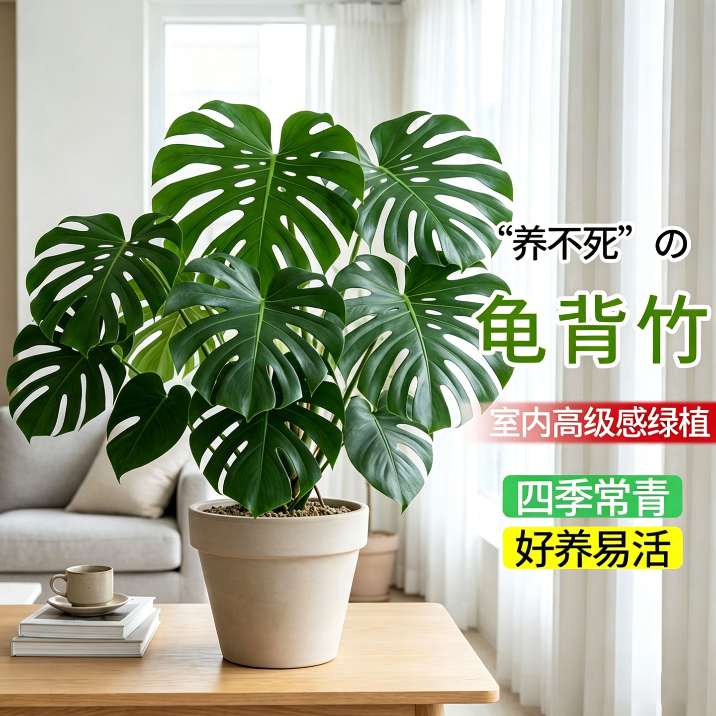 龟背竹室内观叶绿植盆栽客厅办公室桌面绿植盆景净化空气老桩好养图片