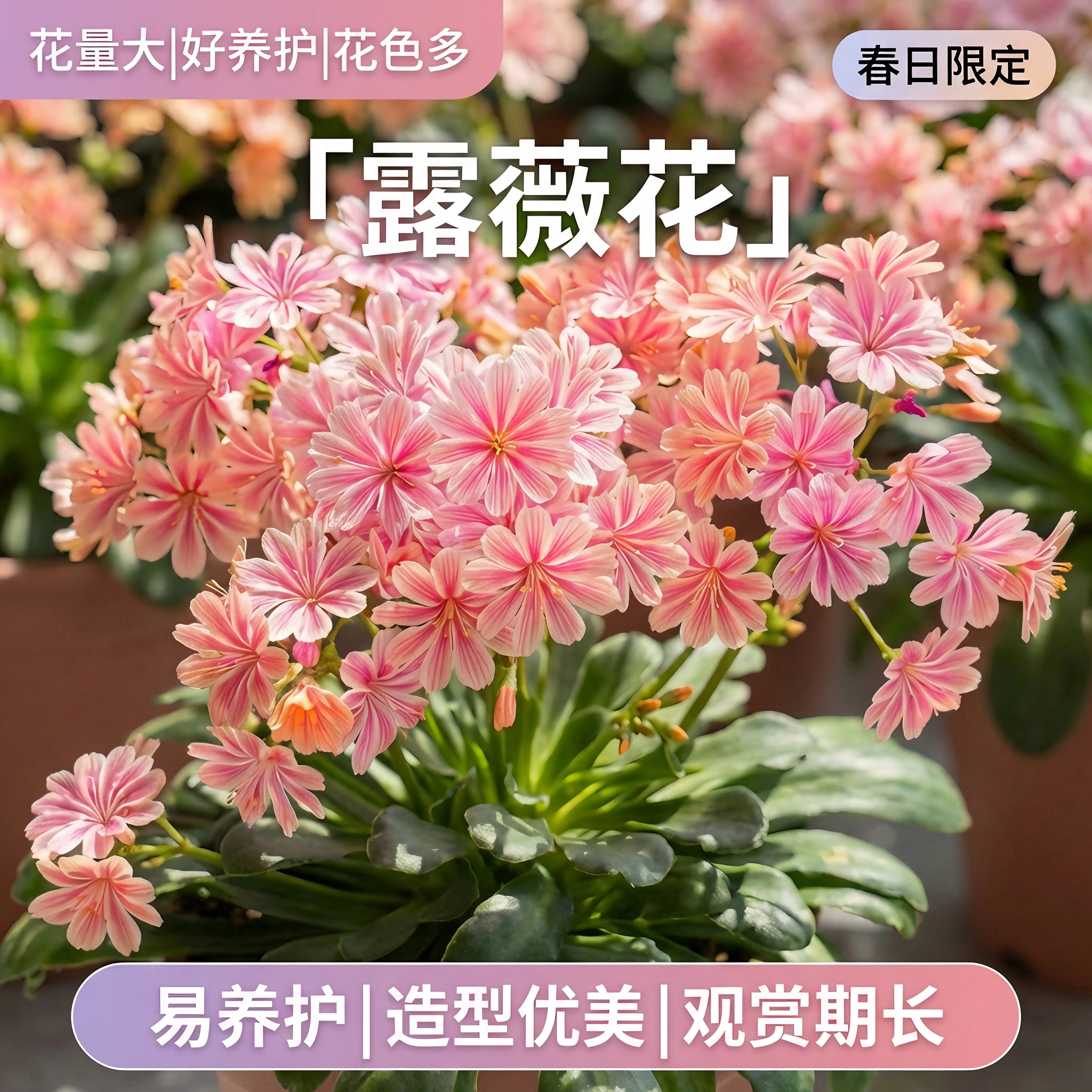 露薇花带花苞琉苇草阳台庭院观花耐寒好养活四季花卉混色多肉植物