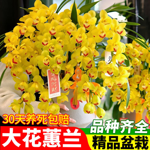 大花蕙兰带花苞室内客厅好养年宵花卉兰花盆栽黄金岁月绿叶大红袍