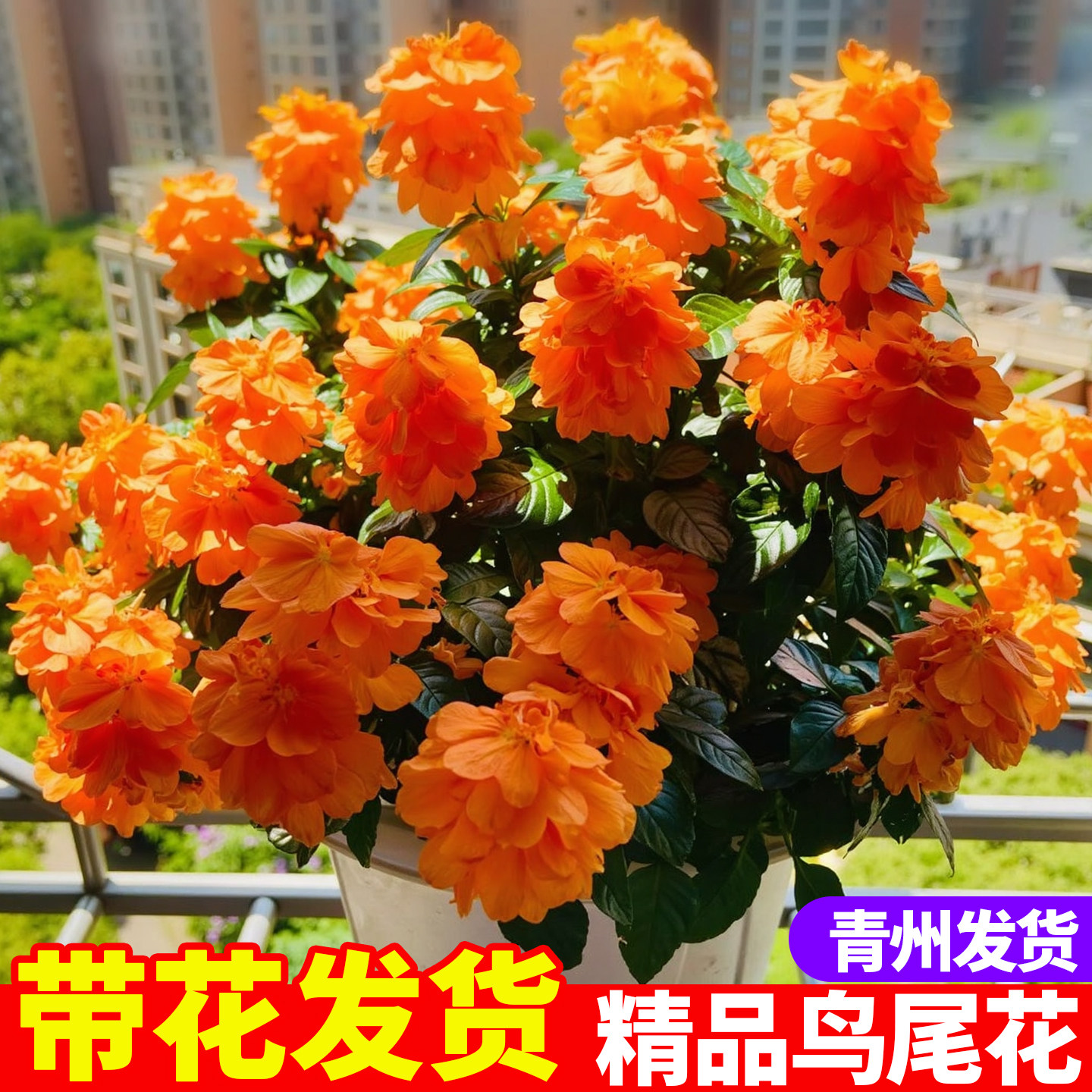 鸟尾花盆栽带花苞阳台庭院开花植物花卉室内桌面好养四季花卉耐热