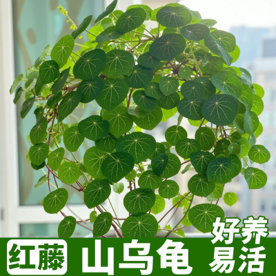 山乌龟种球室内爬藤红藤观叶绿植