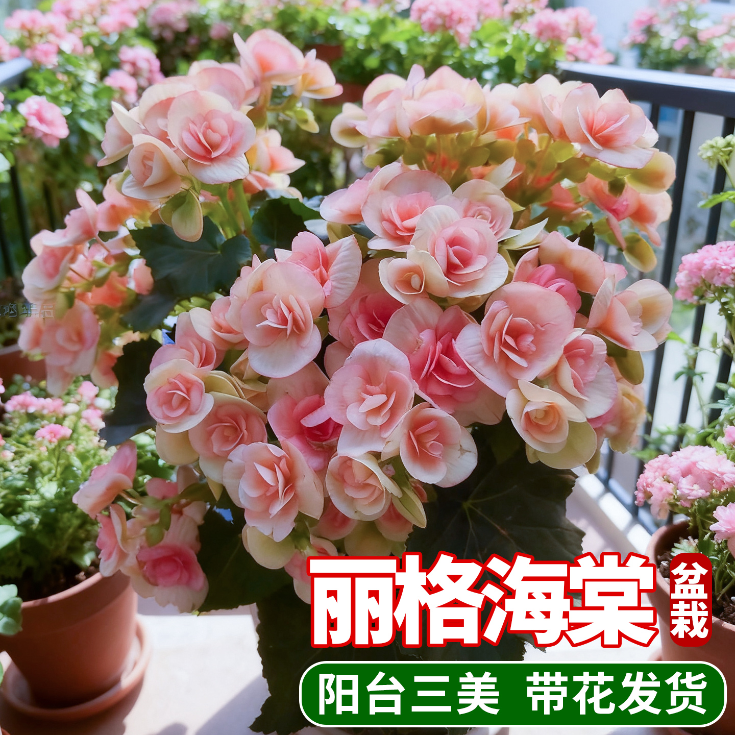 丽格海棠重瓣大花带花苞景观夫妻垂吊海棠盆栽阳台四季好养喜阳花