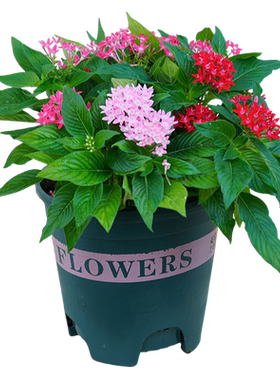 繁星花五星花盆栽耐高温庭院花卉