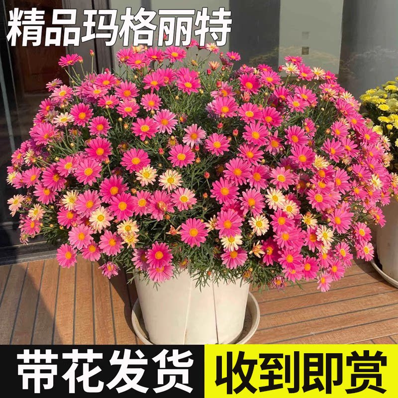玛格丽特盆栽带花苞糖果姬小菊庭院阳台小雏菊好养活的菊花苗盆栽