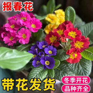 报春花盆栽带花苞阳台庭院四季好养开花植物玫瑰报春花耐寒年宵花