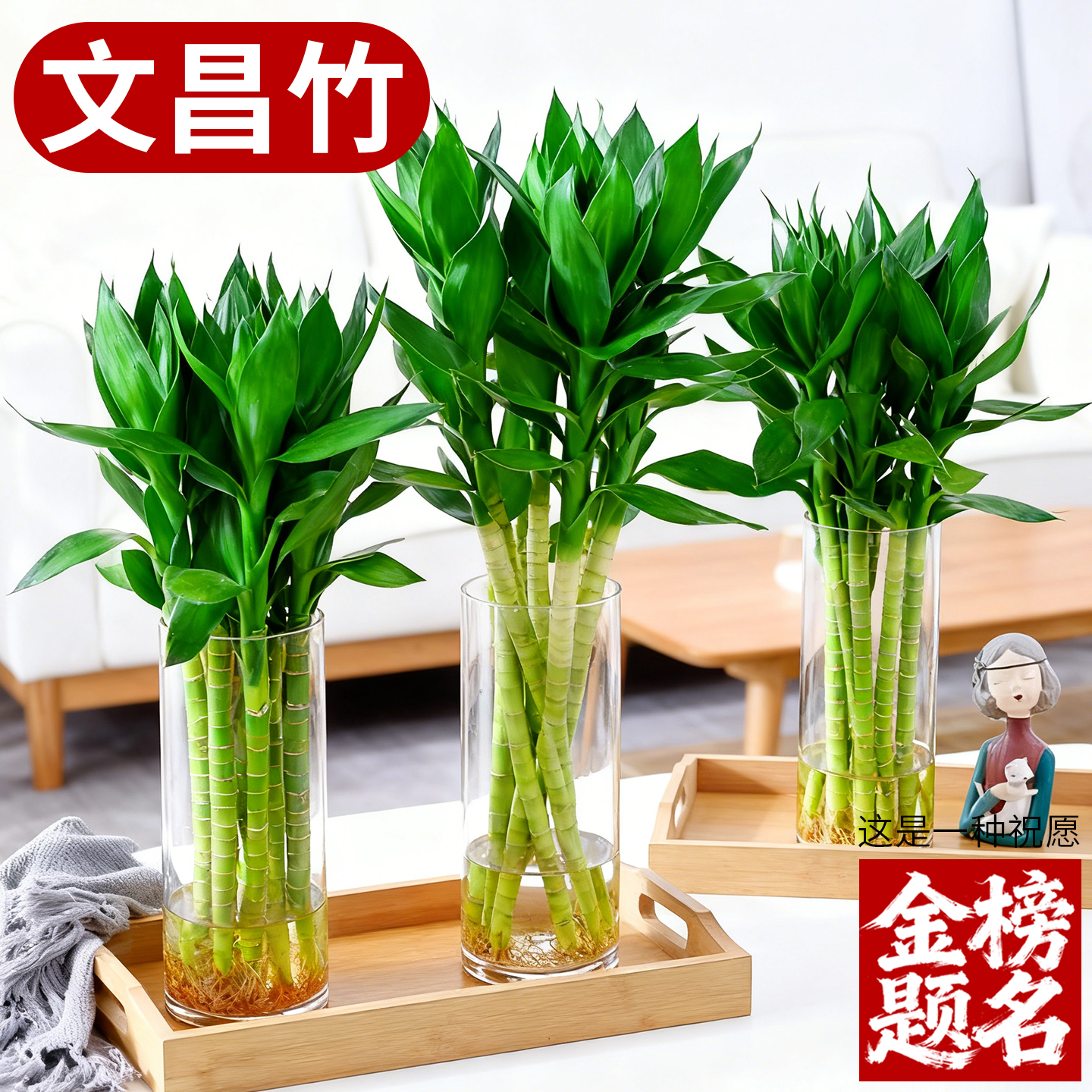 文昌竹带根龙竹水培富贵竹室内水培植物转运观音竹子客厅观叶绿植