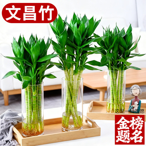 文昌竹带根龙竹水培富贵竹室内水培植物转运观音竹子客厅观叶绿植