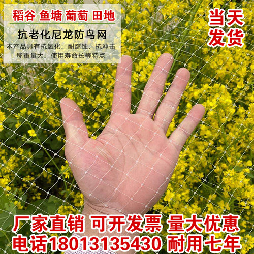 白樱桃树价格 白樱桃树图片 星期三