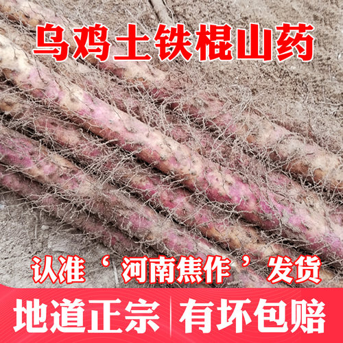 地道好品质真正的温县铁棍山药