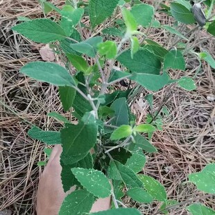 野坝子野坝蒿野香苏扫把茶云南中草药凉茶清热泡水煮鸡养生茶
