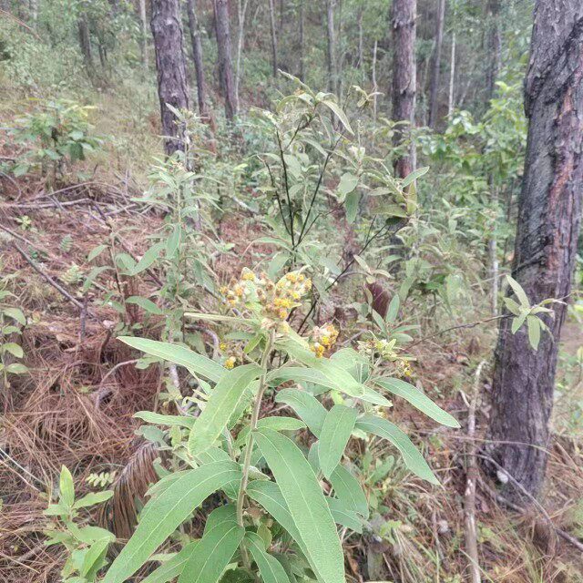 白毛将军马甘蔗丁桂辛苦草羊耳菊根兔子耳朵乌根新鲜