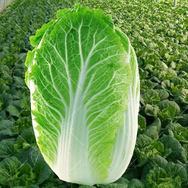 大白菜种子山东大白菜秋白菜籽义和秋改良青杂三号春季秋季蔬菜籽