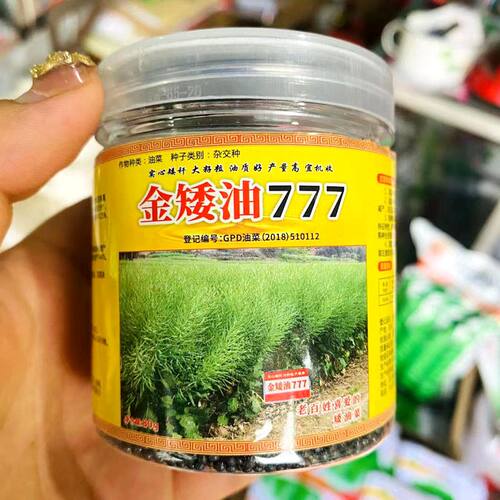 777油菜籽高产抗病种子观赏