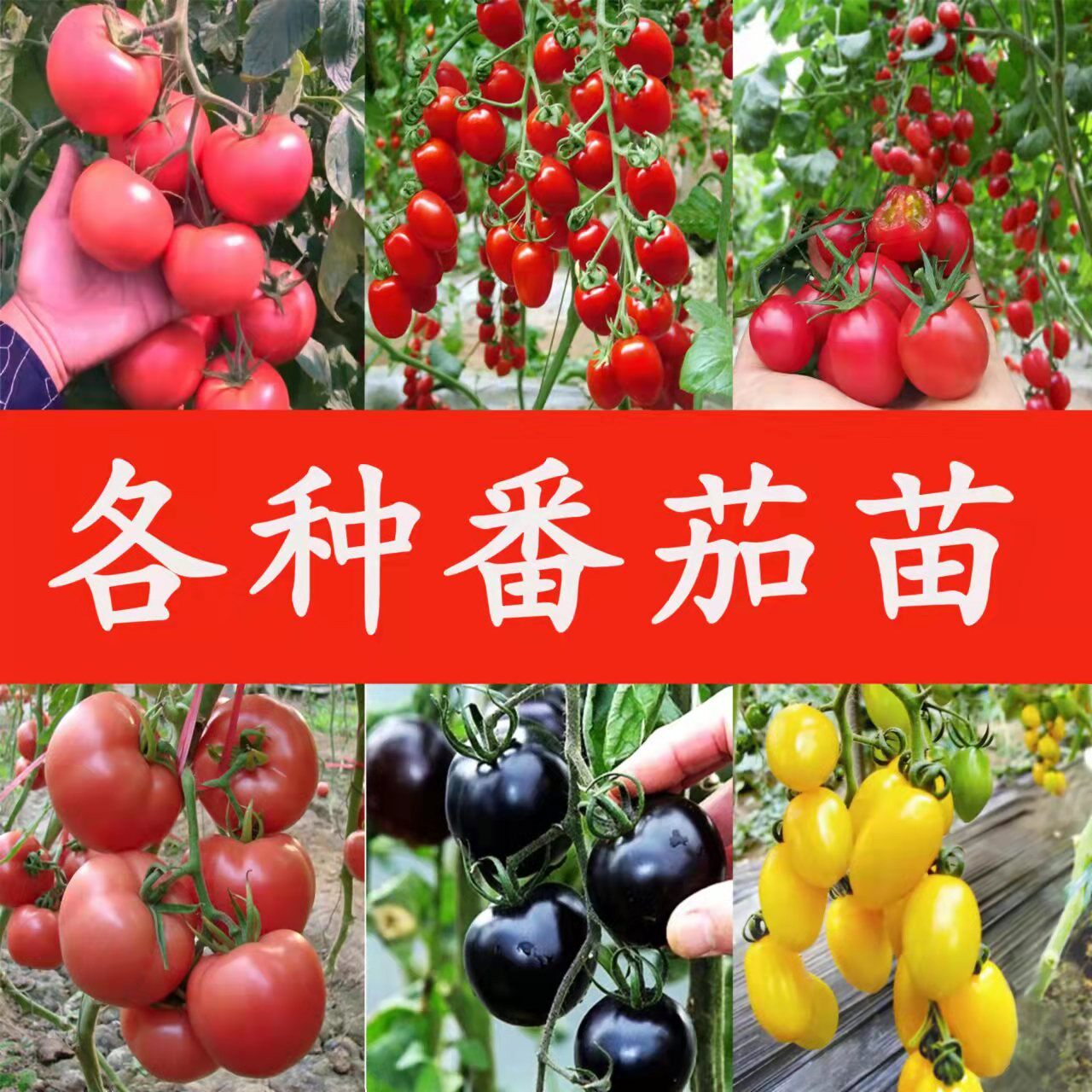 各种番茄苗子黄瀑布番茄种子西红柿夏日阳光黄番茄白妃糖番茄秧苗