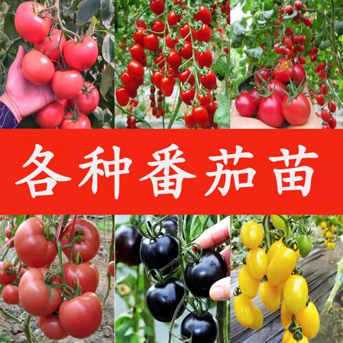 各种番茄苗子黄瀑布番茄种子西红柿夏日阳光黄番茄白妃糖番茄秧苗