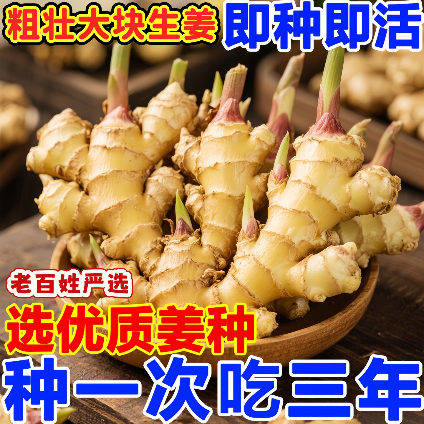 正宗江苏小黄生姜种子生姜苗带芽山东老姜阳台蔬菜种苗秧洋姜盆栽