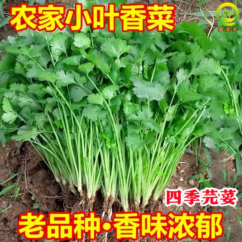 老品种小叶香菜苗带根带土发货盆栽摆盘芫荽秧苗各种菜苗批发大全