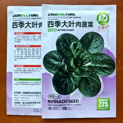 趴地菠菜种子大叶圆叶耐热耐寒黑绿越冬抗病菠菜秋冬蔬菜种子籽孑