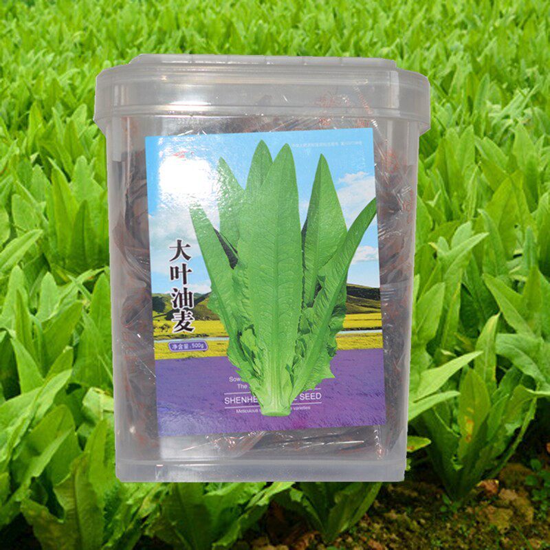 大叶油麦菜种子春季秋冬蔬菜种籽青菜种子大田农家油麦菜种苗种孑